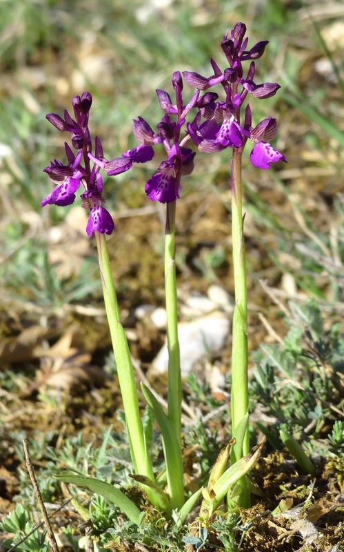 Marsica 2022, Monte Girifalco e Monte Arunzo  Le orchidee e la storia.